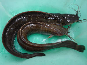 ปลารำพัน
Clarias nieuhofii.    