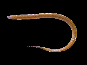 ปลาไหลนา
Monopterus albus.  