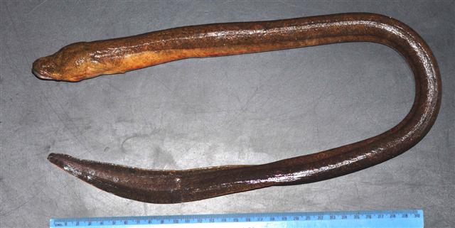 ปลาหลาด ไหลจาก
Ophisternon bengalense.