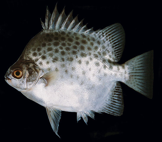 ปลาขี้ตัง
Scatophagus argus.  