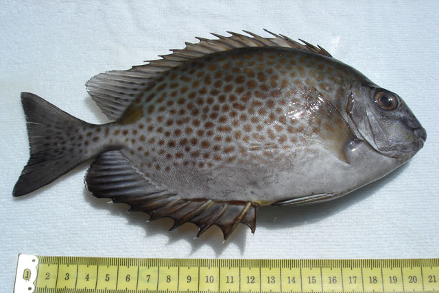 ปลาสลิดหิน
Siganus guttatus