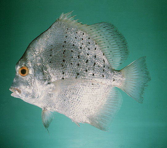 ปลาใบปอ
Drepane punctata.   