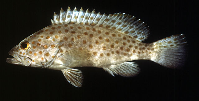 ปลาเก๋าดอก
Epinephelus bleekeri. 