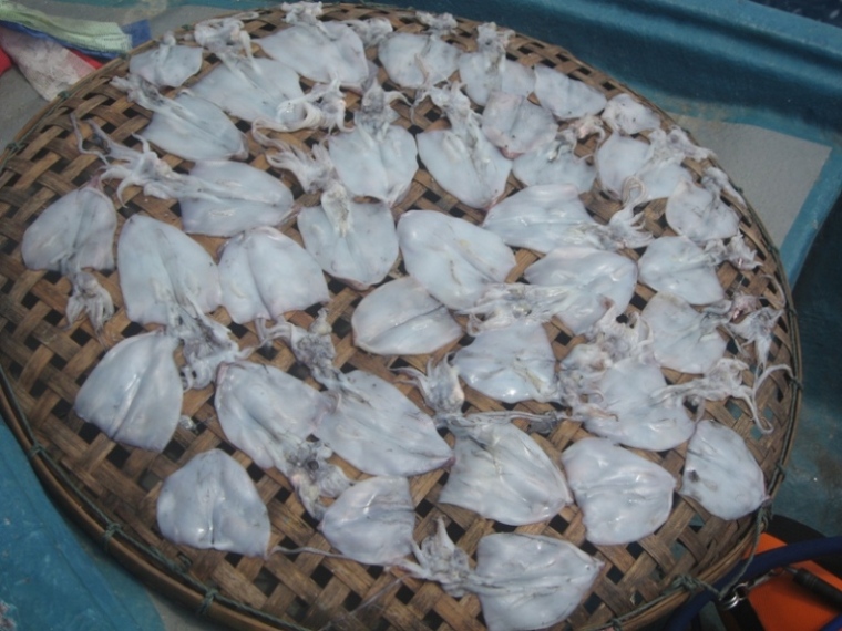ปลาหมึก ขอจากเรืออวนลาก ถูกแปรสภาพเป็นหมึกแดดเดียว  :grin: