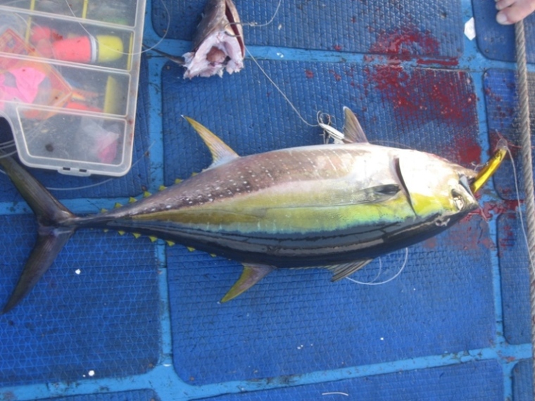 Yellow fin Tuna  :grin: