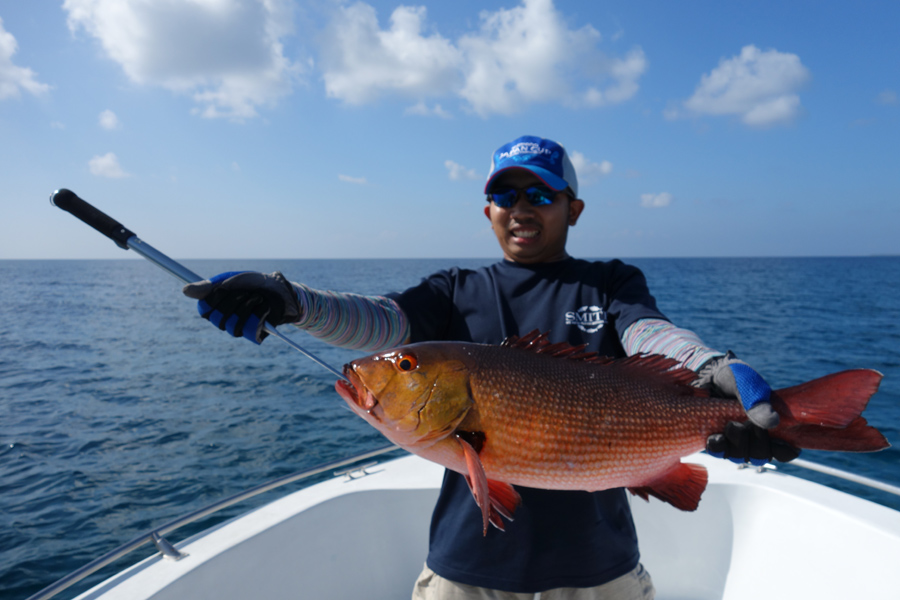 ปลาแดงเขี้ยว  red snapper พวกนี้ ที่นี่เยอะมาก กันทั้งวัน 

จนพวกเราขี้เกียจถ่ายรูป เพราะ เอาเวลาไ