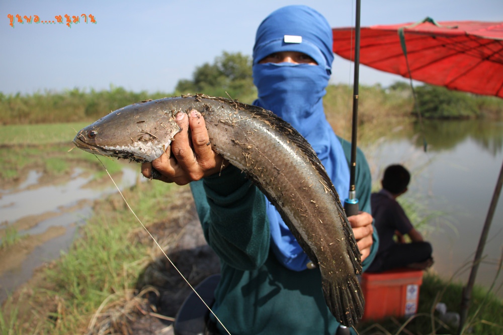  [b]สวัสดีค่ะน้า fishingsyndome[/b]

 [b]สวัสดีครับน้า นกลำน้ำพอง [/b]

 [b]สวัสดีค่ะน้าPOOMPEEM