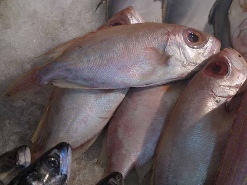 ตัวที่ 19 ปลาสีแดงตาโตแบบนี้มีชื่อว่าปลาอะไรครับ