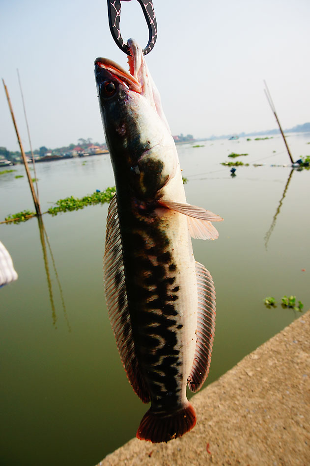 ทุลักทุเลพอสมควร กว่าจะเอากริ็ปเปอร์เกี่ยวปากได้เพื่อทำการปลดเบ็ดออก