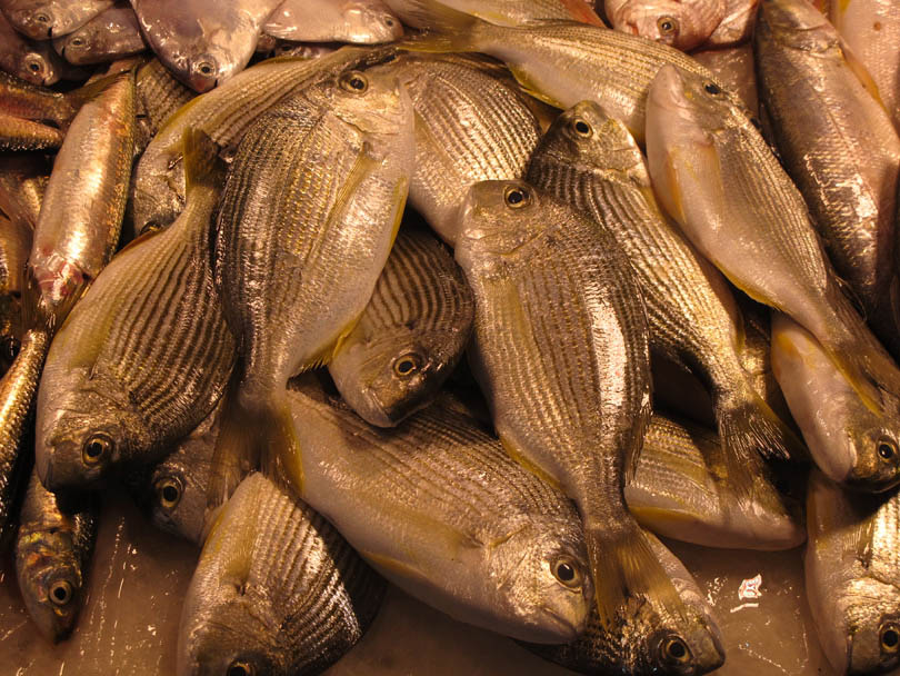 รบกวนสอบถามชื่อปลาจากตลาดในกวางตุ้ง เซี่ยงไฮ้ และปักกิ่งทั้ง 22 ตัวนี้หน่อยครับ