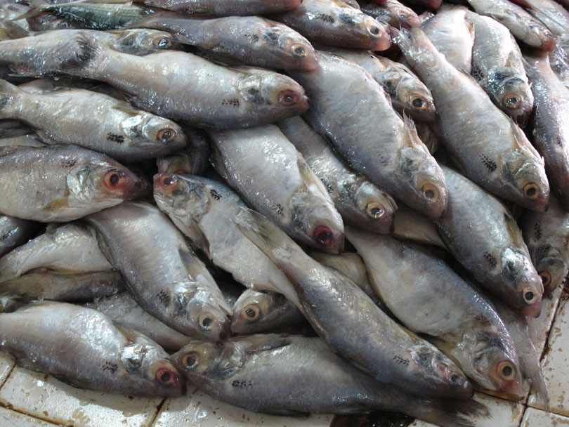 รบกวนสอบถามชื่อปลา 2 ตัวในตลาดสดเมืองปีนัง ประเทศมาเลเซียหน่อยครับ (ภาพประกอบ)