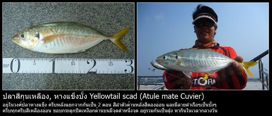  [center]ปลาเกมวงศ์ปลาหางแข็งที่มีให้เล่นทั่วไป[/center]