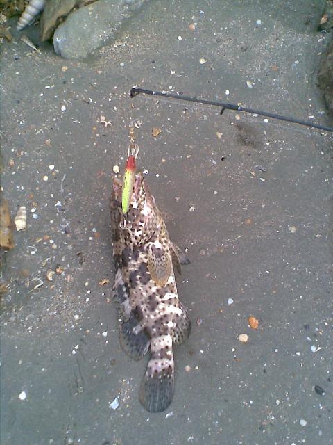 นี่ครับผลงานกับเหยื่อตัวนี้ okuma 3x minnow 8cm สีออกเขียวอ่อน