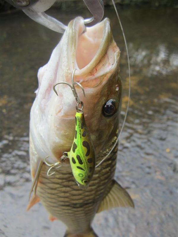 [b] :cheer:   Rapala  pop 5  55555555555555555555  :laughing: :laughing: :laughing: :laughing:[/b]
