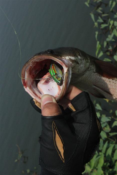 Rapala Rattlin 4 cm :grin: :grin: :grin: