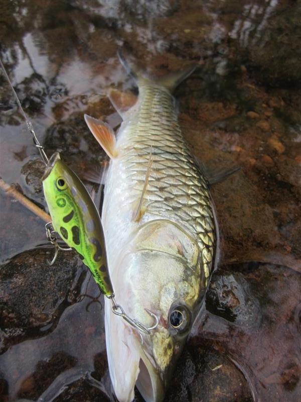  [b] :cheer:  พยายามที่จะเล่นหลายเหยื่อ  แต่มันดันไม่กัดเลย พอหยิบ Rapala pop 5 มาใช้มันก็กัดเหยื่อจ
