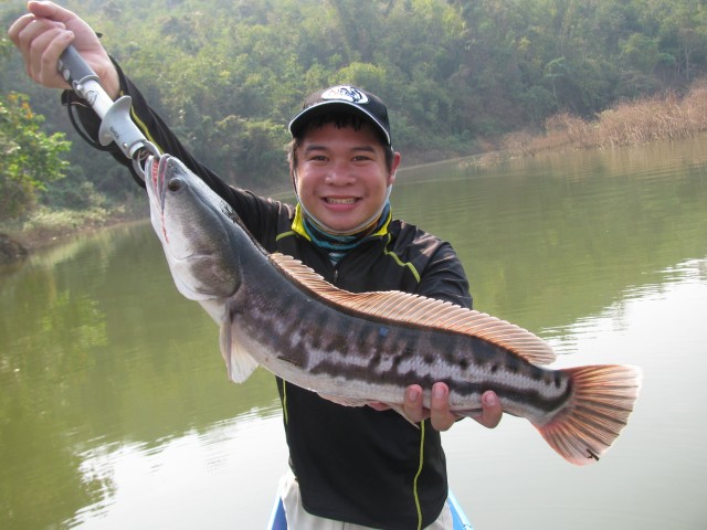 ชะโดตัวนี้ขึ้นจิบลอยหัวต่อหน้าต่อตา เลยเสร็จน้องจุ้ยครับ :grin:
