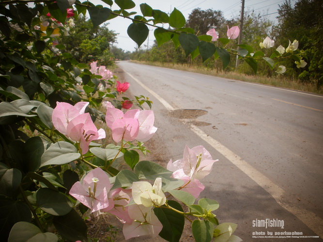 ไป  ครับ  ไปกันเรื่อยๆ

จอดถ่ายรูปไปเรื่อย :laughing: