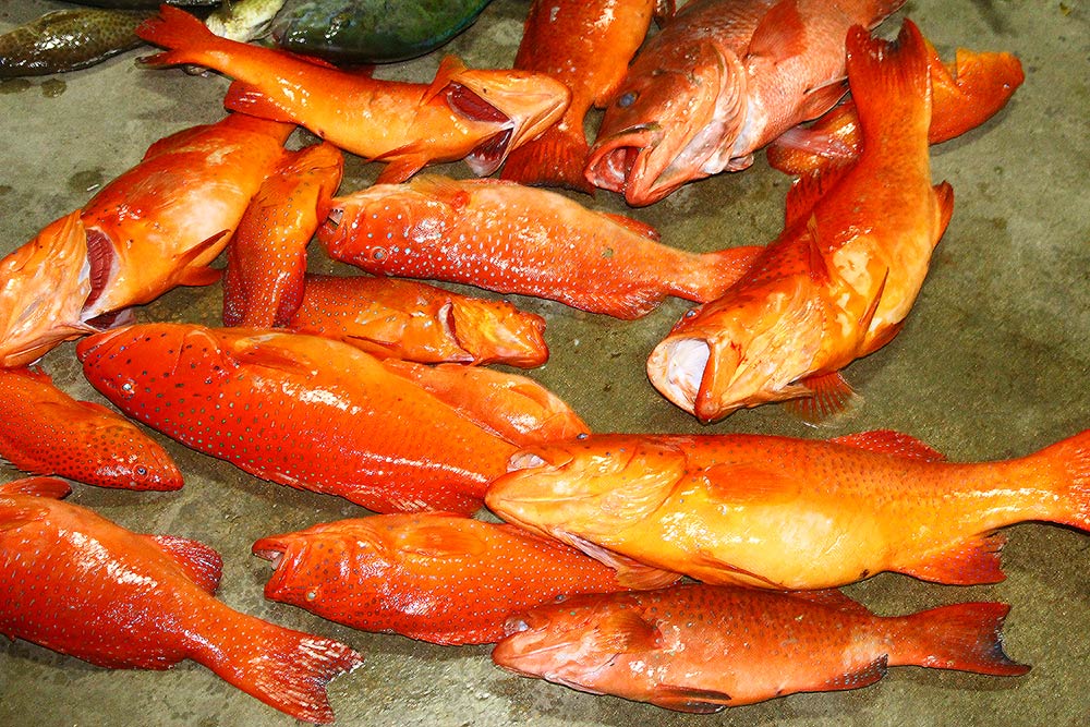 ไม่กองนี้กินอร่อยป่าว :grin: :grin: