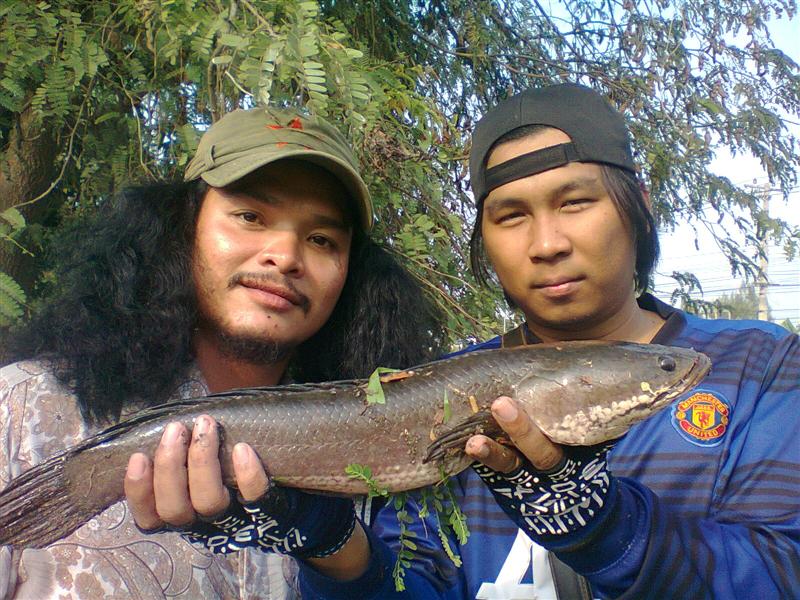 ปลาช่อนบ่อปลานิล