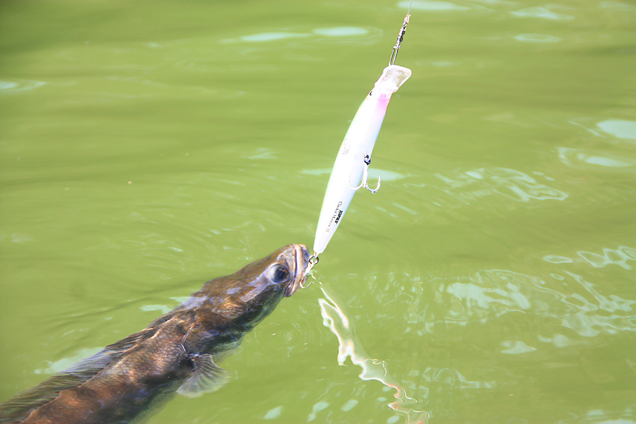 ตีจิบข้างเกาะ ด้วย  Rapala Clackin Minnow 11 cm.  :grin: :grin: :grin: