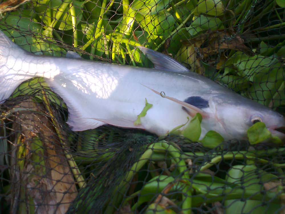 เป็นครั้งแรกที่ได้ปลาจากการตกเหยื่อปลอมที่ แม่น้ำเจ้าพระยา  :cool:
และปลาตัวนี้ผมได้นำไปขายได้เงินท