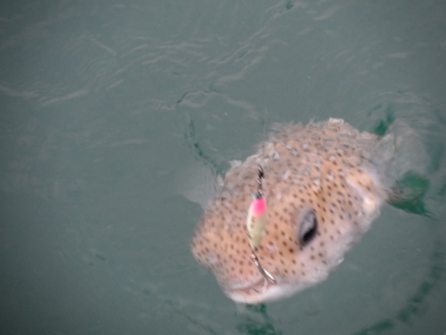 ผมโดนแต่เจ้าตัวนี้ หลายตัวแล้วนะวันนี้
 :tongue:
