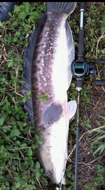 สายเอ็นหมาป่า12LBเหยื่อป๊อบ9โนเนม
