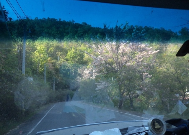 ต่อกันครับ.
 ถึงทางลงแพขนานยนต์  ช่วงนี้ซากุระไทยกำลังออกดอก  สวยงามมากครับ