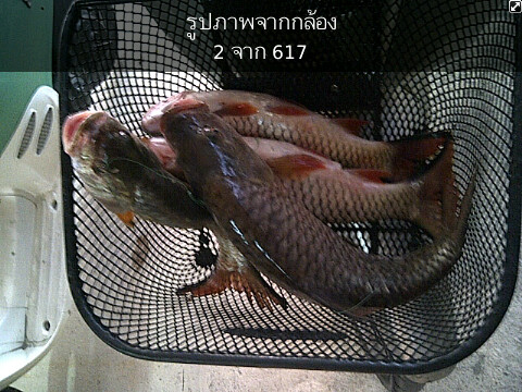 ปะๆๆกลับบ้านกัน   :laughing: :laughing: