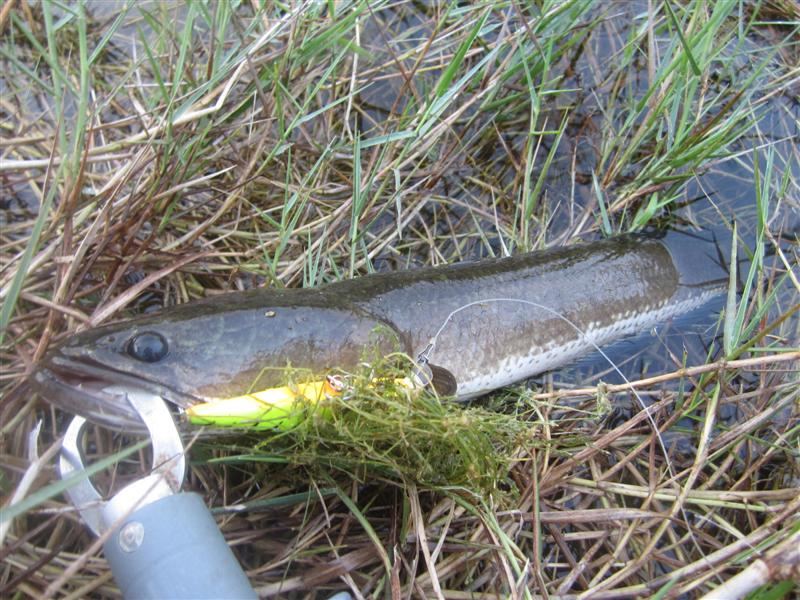  :cheer: ได้โดยเหยื่อ Rapala fat rap 8 เขียวไฟร์ไทเกอร์ 