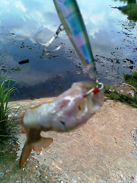 :rose: :rose: :rose: :rose: :rose: :rose: :rose:น้าๆท่านใดอยู่เเถวเขต ห้วยผึ้ง สมเด็จ กุฉินารายณ์มี