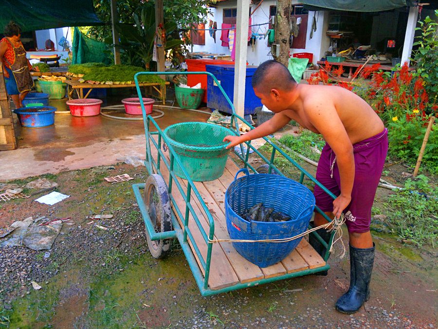 หลังจากที่เราขายปลาให้คนที่มาซื้อที่หน้าบ้านแล้ว ปลาที่เหลือเราก็เอามาส่งให้แม่ค้าครับ 