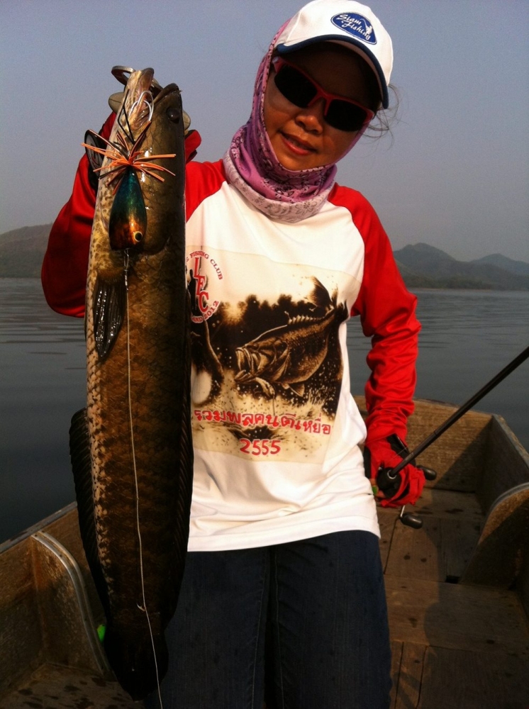 [center][b]ช่อนชาวเกาะ  :cheer: :cheer:[/b][/center]