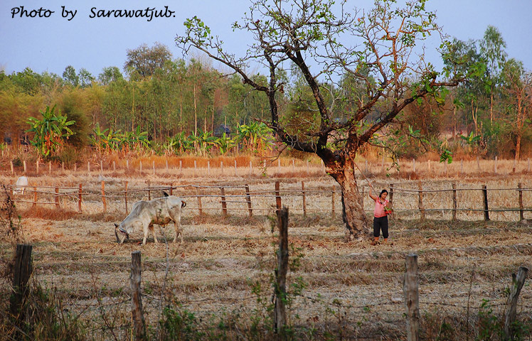 เป็นภาพที่ไม่ต้องบอกเลยว่า  บรรยากาศแบบใด