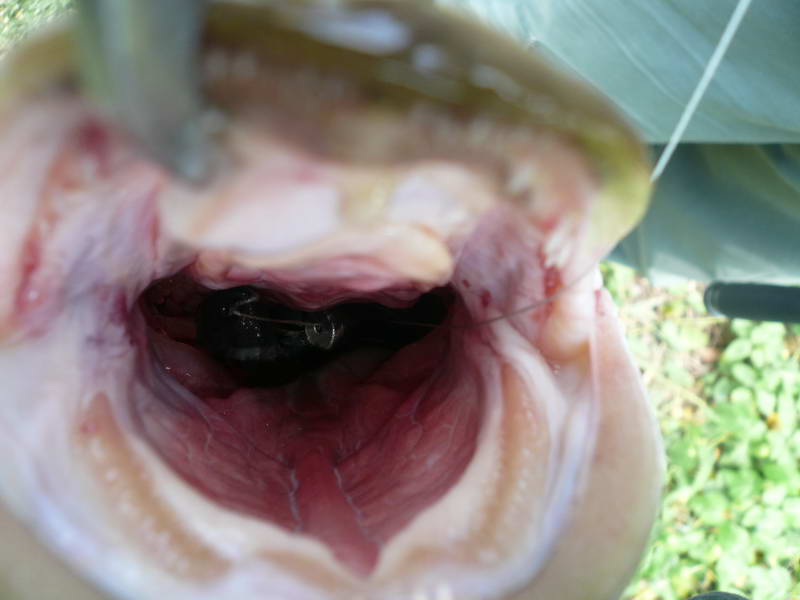 เห็นเหยื่อก็เลยรู้ว่านี่มันของน้าแขกชัดๆ :angry: