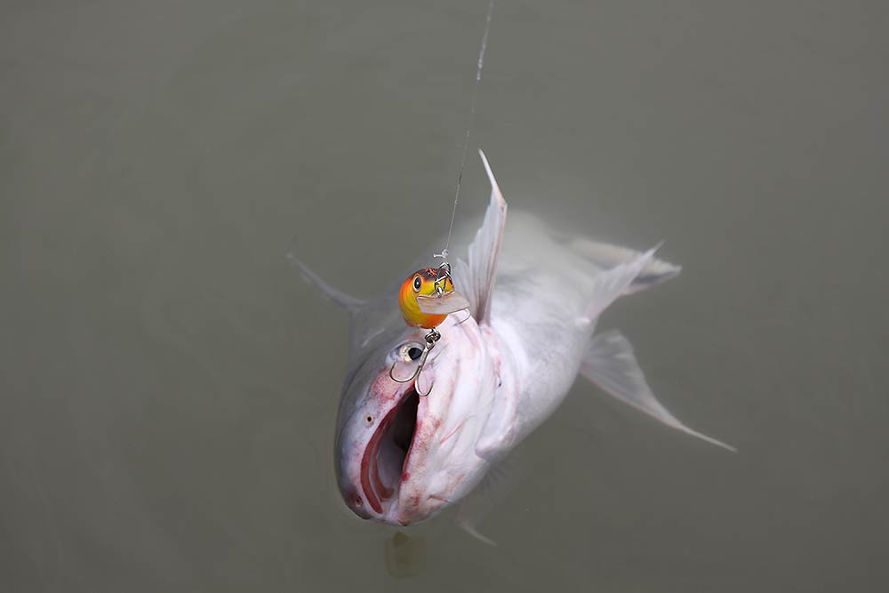  ZEREK  RUBY CRANK    :grin: :grin: :grin: