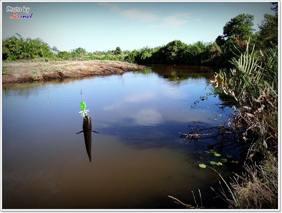 [q][i]อ้างถึง: fishingjoke posted: 14-03-2556, 14:20:58[/i]

 :cheer: :cheer: :cheer: :cheer: :che