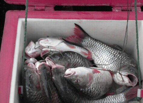 [q][i]อ้างถึง: ShimanoIM7 posted: 15-03-2556, 14:01:44[/i]

ถ้าวันที่เจอมันแล้วผมได้อัดปลาไปเยอะแล