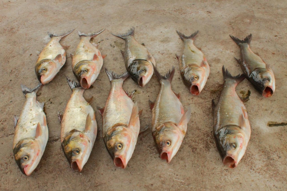 ขอลาด้วยภ่าพนี้เลยคับวันนี้ตกปลาจีนได้12ตัวทำกินไปบ้างแล้วคับหลุดอีกหลายตัวบ่อนี้อยู่หลังบายพาสคับค่