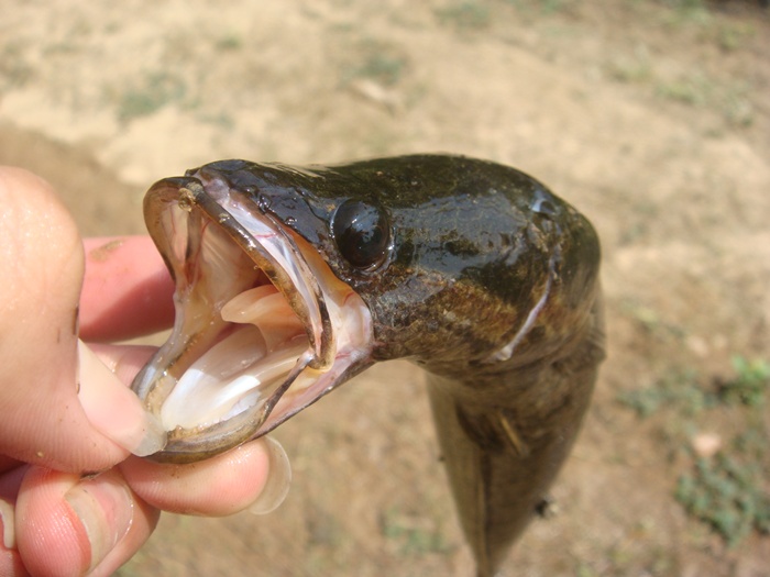 ได้มาอีกสักตัวกะ กระสง น้อย  :tongue: