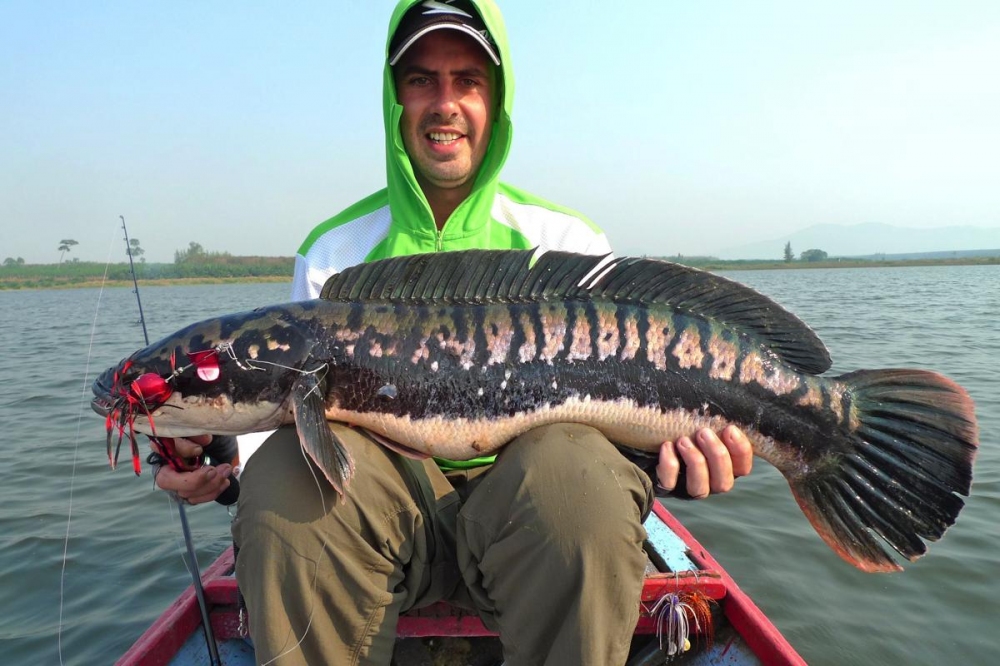 ่***Farang Ba & Giant Snakehead Thailand***