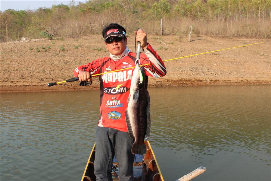 ขนาดน่าจะ 3 กว่าๆ กัดเหยื่อStorm Twitch Stick สี UV  

คันStorm  Mojo 6 ฟุต เวท 8-17 lb อัดปลาสนุก
