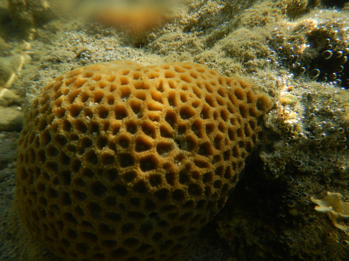 ปะการังน้ำตื้นก็พอมีให้เห็นบ้าง :cheer: