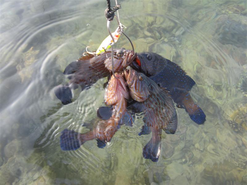  :cheer: ฝูงนี้ได้ด้วยเหยื่อ RAPALA FLAP RAP 8 ไพร์ไทเกอร์ทั้งนั้น