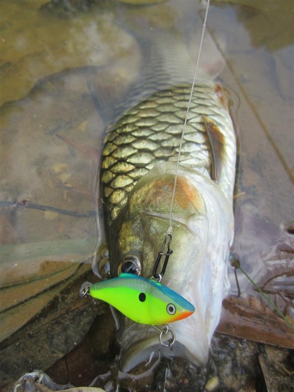  :cheer: ด้วยเหยื่อ  RAPALA  RATTLIN 4 ซม. สีเขียว