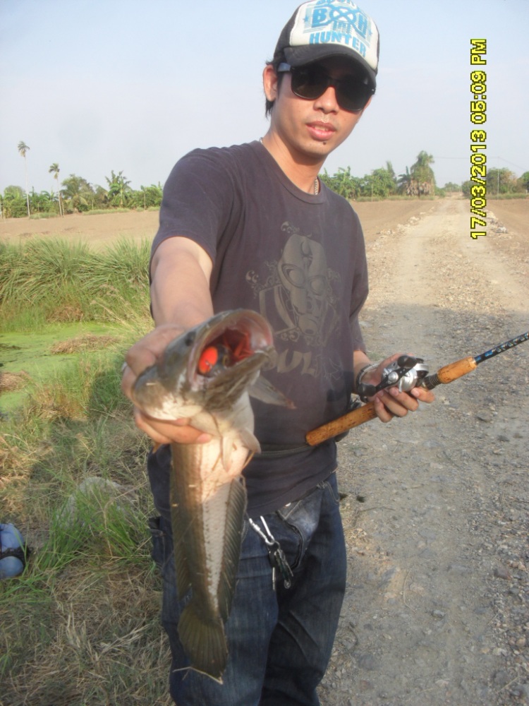 ตัวนี้ กัดกบ โดด อ.ใหม่  ซะเต็มๆๆๆ คำครับ น้า....... :cool:
