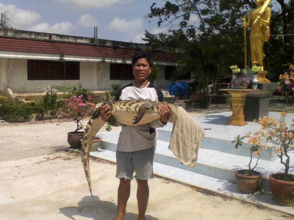 การเดินทางของจระเข้จากปลวกแดงไปที่อยู่ไหม่ (วัดกิโลสิบพลูตาหลวง) 