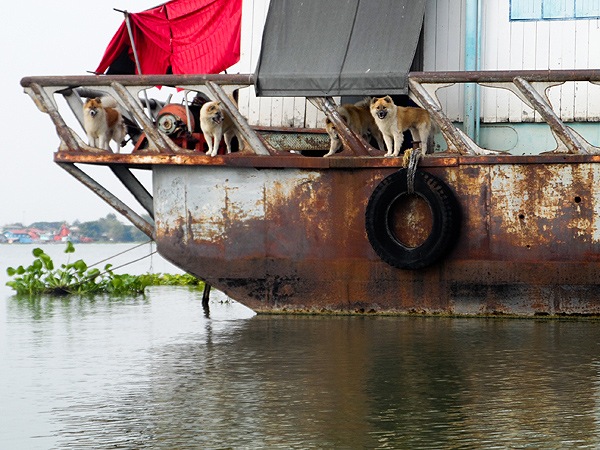 ลอยเรือตีมาเรื่อยๆ เจอเจ้าถิ่นฝูงใหญ่ 5 ตัว คอยเฝ้าหมายอยู่ ใครตีเหยื่อขึ้นไปก็ตัวใครตัวมันละคร้าบบบ