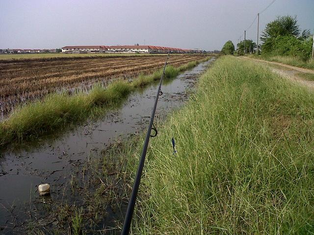 +++ หลอดข้างนาครับ คราวที่แล้วน้ำน้อยกว่านี้ คุณจามรกดไปคนเดียวเลยครับ +++